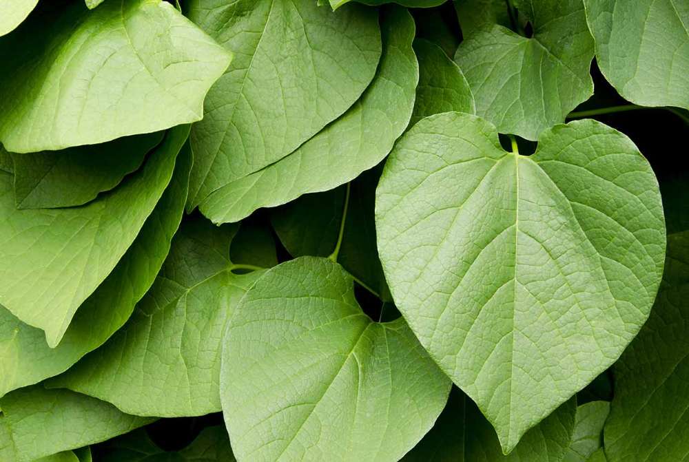 Listy Kava kava jak tuto rostlinu užívat bezpečně